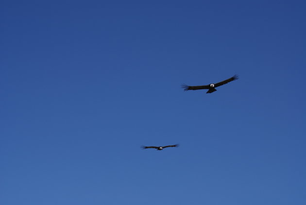 Twee Condors in Colca Cañon