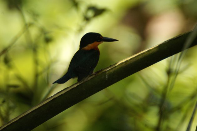 IJsvogel in groen licht