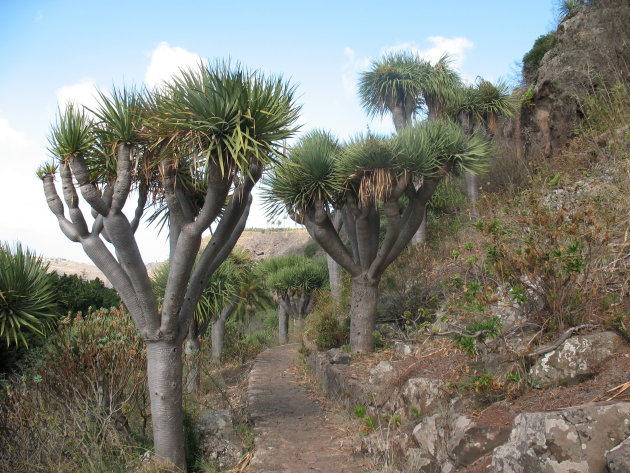 drakenbomen