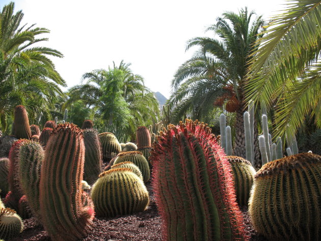 cactussen en palmen