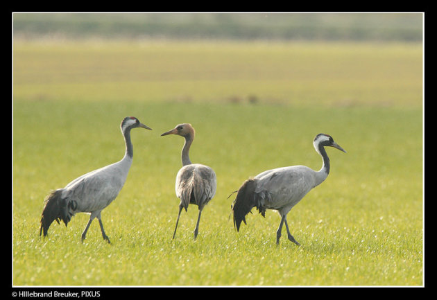 kraanvogels