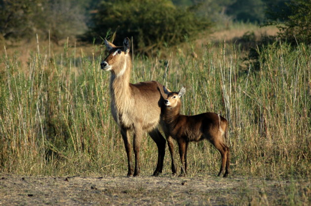 Waterbok, Liwonde NP