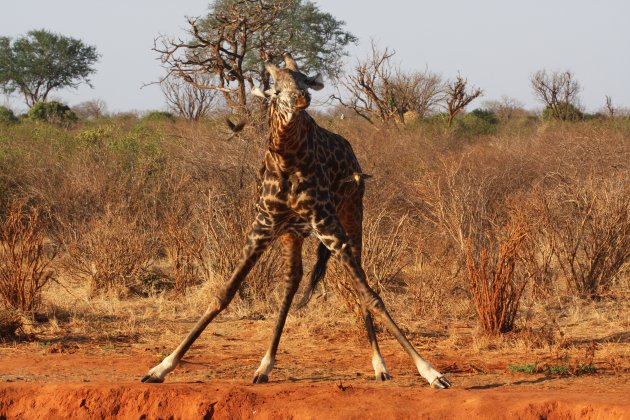 Dancing Giraff