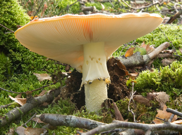 herfst in Nederland