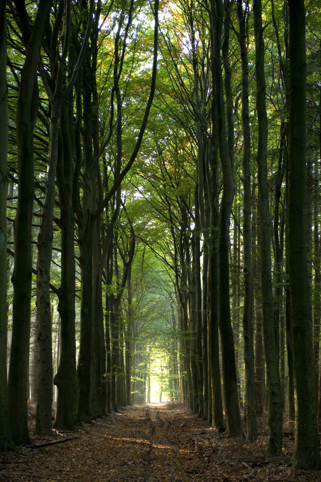 hoge bomen en een beetje zon