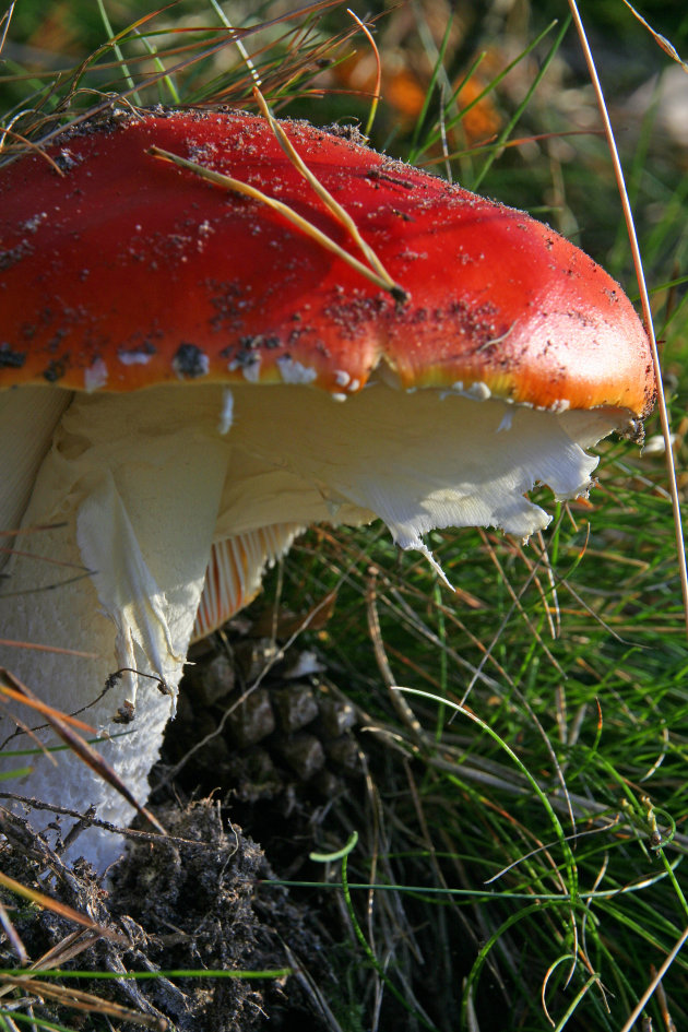 Rood met witte stippen