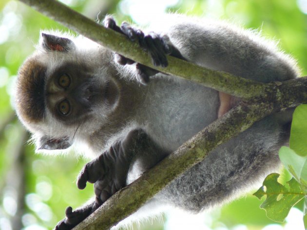 Makaak in Bako NP