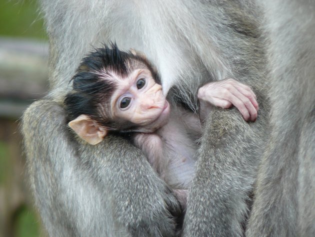 Babymakaak in Bako NP