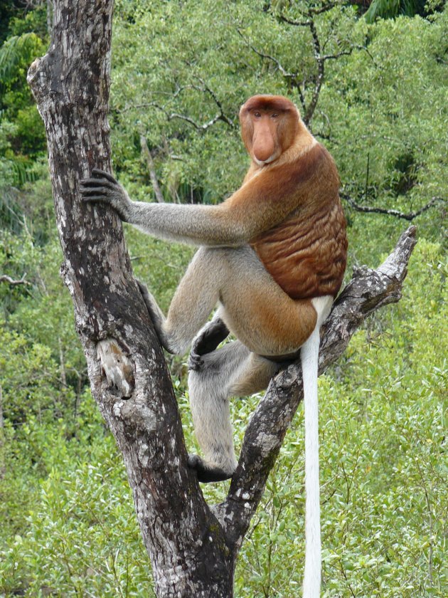 Neusaap in Bako NP, Borneo