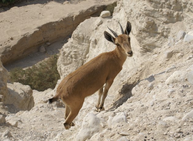 Ein Gedi