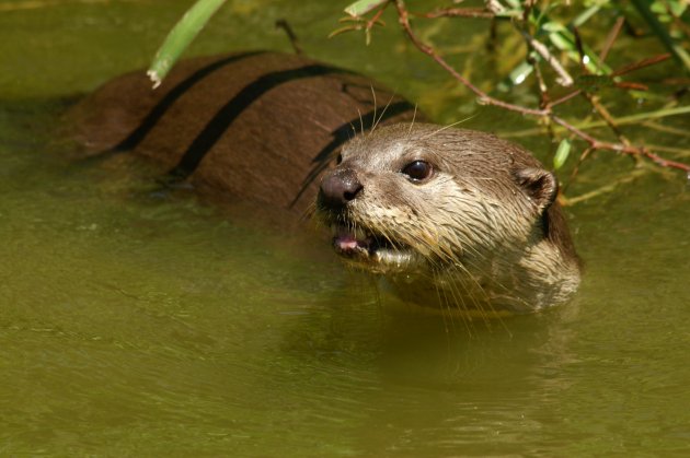 otter