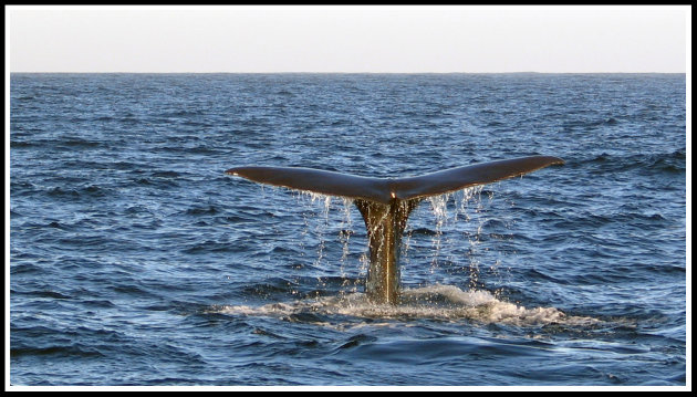 Whale spotten
