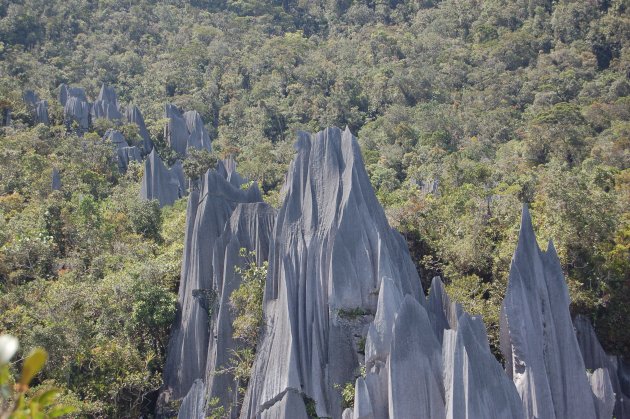 Mulu Pinnacles