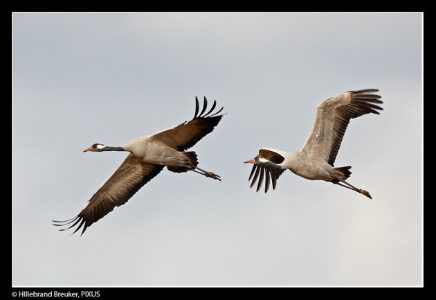 Kraanvogels