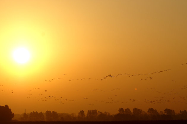 Wolken kraanvogels