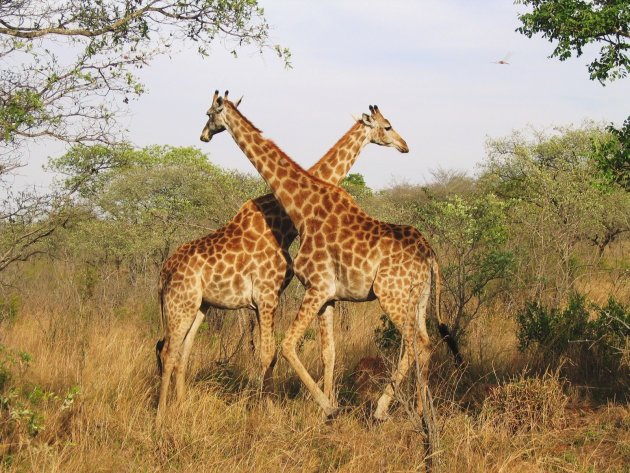 Kruising van Giraffen