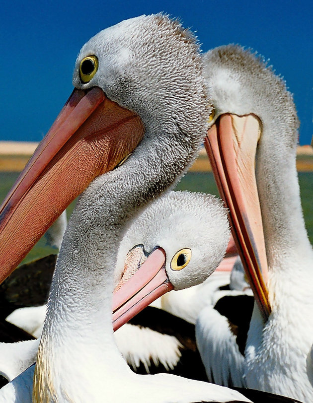 jonge pelikanen