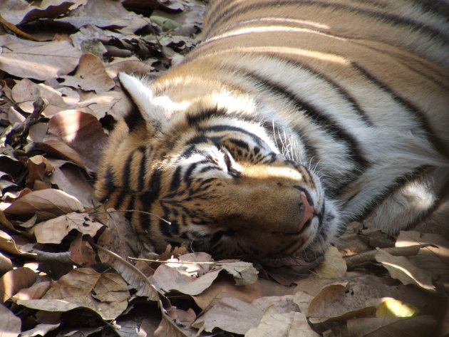 Chitwan National Park.