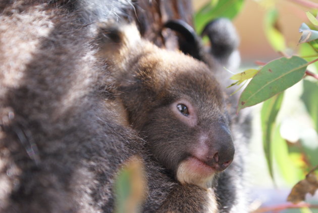 Koala baby