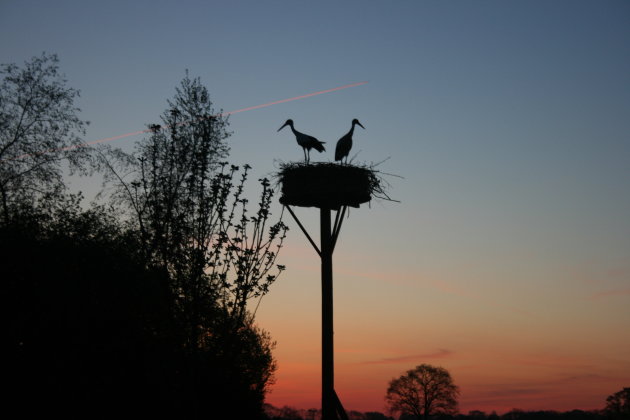 samen op het ooievaarsnest