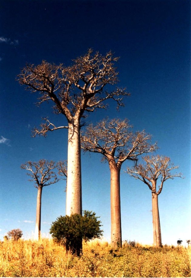 Beautiful Baobabs