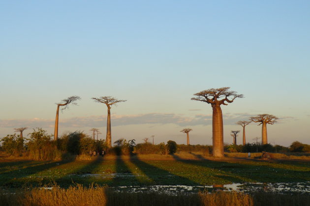 Baobab Avenue