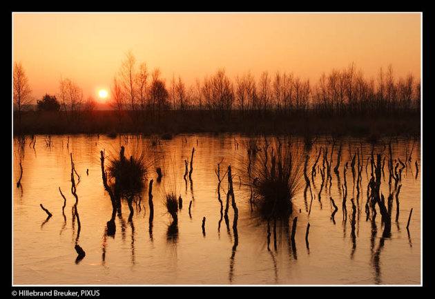 Verdronken bos