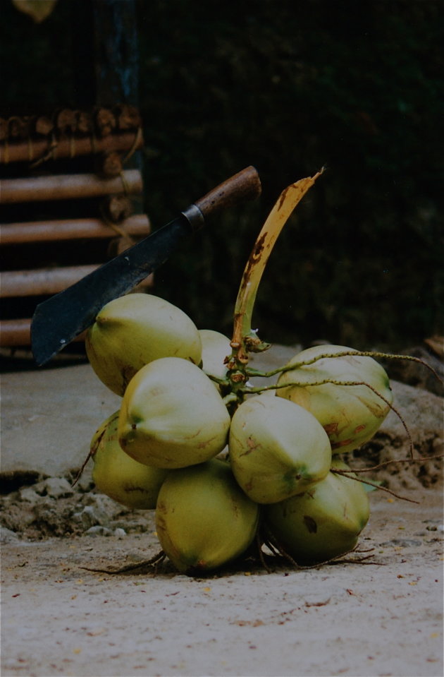 Kelapa muda