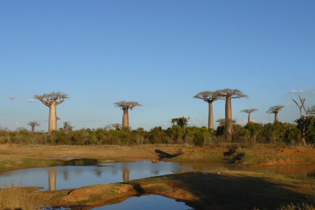 Baobab Avenue