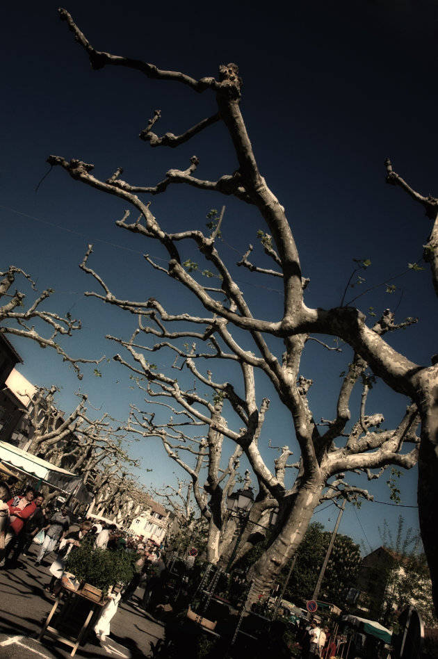 Plane trees