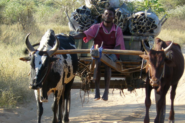 Zebu kar