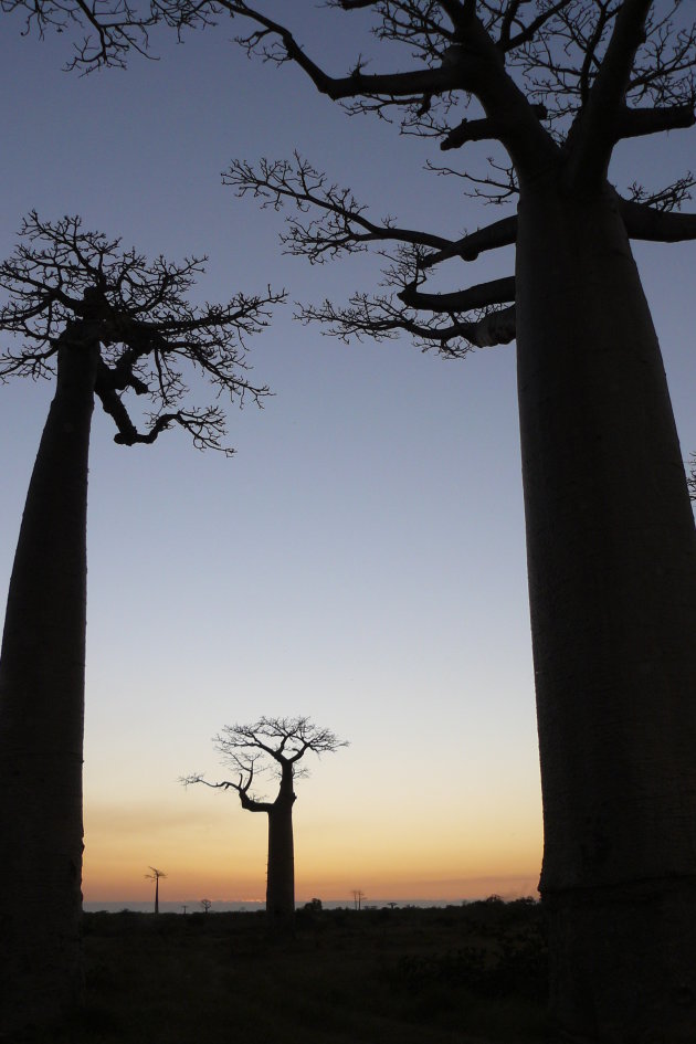 Baobab Avenue