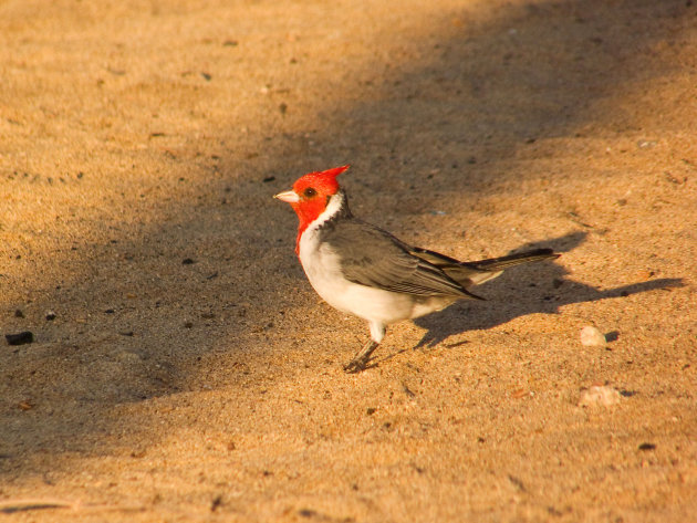 Red Crested Cardinal