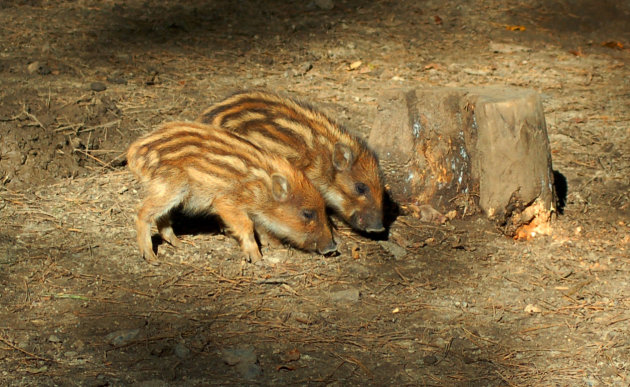 Wilde zwijnen