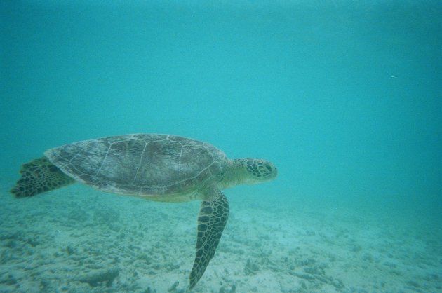 Zeeschildpad