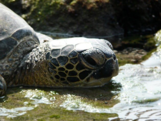 Groene zeeschildpad