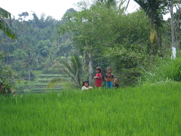Tetebatu Lombok kindertjes