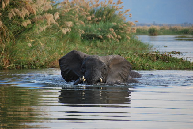 Olifant in het water