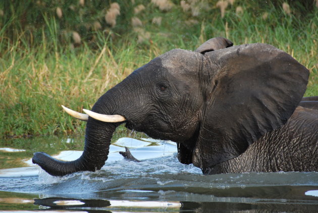 Olifant in het diepe