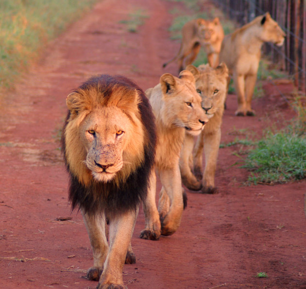 Avontuur in Swaziland