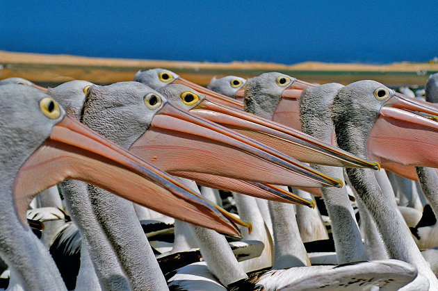 pelicanen in the entrance