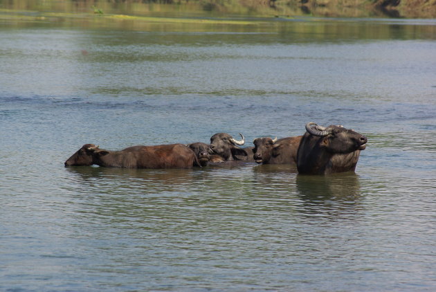 Buffels baden