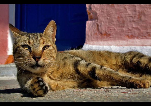 Wild Life Greece