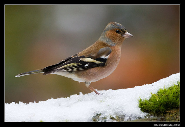 Vink