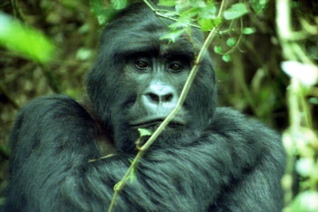 Giant Silverback Mountaingorilla