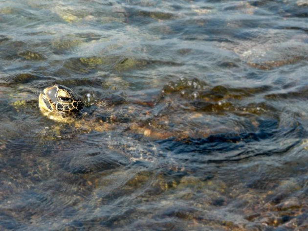 Groene zeeschildpad