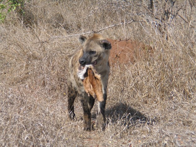 Hyena (Kruger NP)