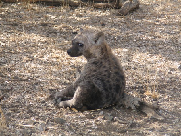 Hyena welpje (Kruger NP)