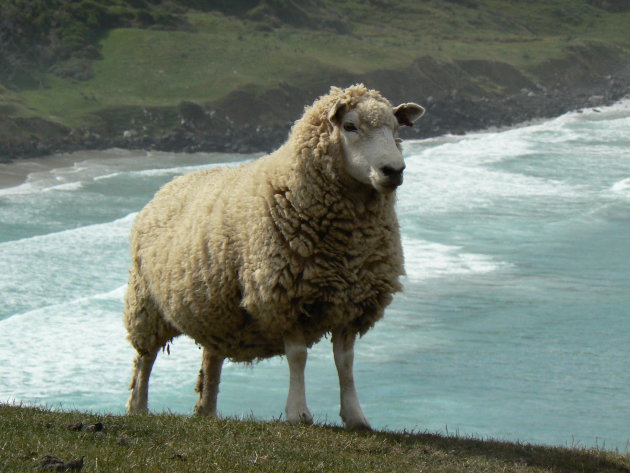 Wat hebben de schapen het goed in Nieuw Zeeland