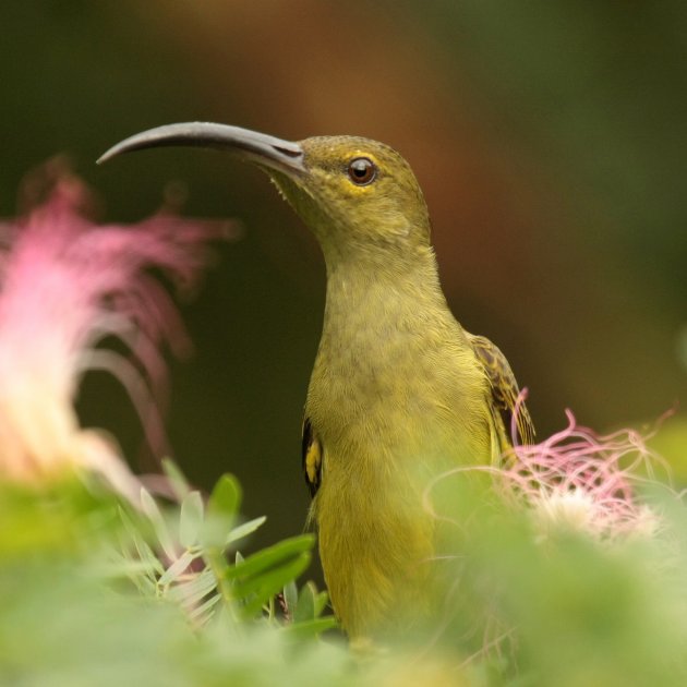 Spiderhunter